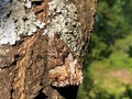 Perfect mimicry of a daily butterfly on the bark of a tree in the Ucka Nature Park, Croatia - SavrÃÂ¡ena mimikrija dnevnog leptira