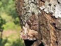 Perfect mimicry of a daily butterfly on the bark of a tree in the Ucka Nature Park, Croatia - SavrÃÂ¡ena mimikrija dnevnog leptira