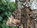 Perfect mimicry of a daily butterfly on the bark of a tree in the Ucka Nature Park, Croatia - SavrÃÂ¡ena mimikrija dnevnog leptira