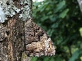 Perfect mimicry of a daily butterfly on the bark of a tree in the Ucka Nature Park, Croatia - SavrÃÂ¡ena mimikrija dnevnog leptira