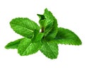 Perfect mint isolated on white background. Ready for the clipping path