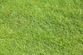 Perfect mown grass Royalty Free Stock Photo