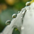 Tiny multiple little round raindrops on a with leaf