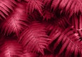 Perfect natural fern leaves pattern natural background. Toned in trendy magenta color of year 2023. Royalty Free Stock Photo
