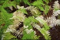 Perfect natural fern pattern. Beautiful background made with green fern leaves and yellow fern in autumn