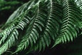 Perfect natural fern pattern.