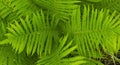 Perfect natural fern pattern. Beautiful background made with young green fern leaves. Close up photo of some fern plants Royalty Free Stock Photo
