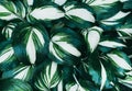 Perfect natural fresh hosta leaves pattern background. Creative and moody backdrop. Top view.