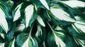 Perfect natural fresh hosta leaves pattern background. Creative and moody backdrop. Top view