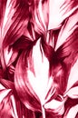 Perfect natural fresh hosta leaves pattern background. Toned image in trendy magenta color of year 2023.