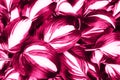 Perfect natural fresh hosta leaves pattern background. Trendy pink backdrop for your design. Top view.