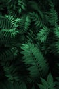 Perfect Natural  leaves Pattern Beautiful Tropical Royalty Free Stock Photo