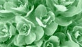 Perfect natural succulent pattern background. Neo mint trendy color backdrop for your design. Top view.