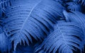 Perfect natural young fern leaves pattern background. Blue dark and moody backdrop for your design. Top view. Royalty Free Stock Photo
