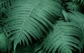 Perfect natural young fern leaves pattern background. Dark and moody feel. Top view. Royalty Free Stock Photo