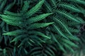 Perfect natural young fern leaves pattern background. Dark and moody feel. Top view. Copy space Royalty Free Stock Photo