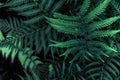 Perfect natural young fern leaves pattern background. Dark and moody feel. Top view. Copy space Royalty Free Stock Photo