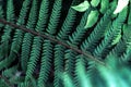 Perfect natural young fern leaves pattern background. Dark and moody feel. Top view. Copy space Royalty Free Stock Photo