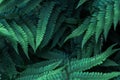 Perfect natural young fern leaves pattern background. Dark and moody feel. Top view. Copy space Royalty Free Stock Photo