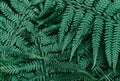 Perfect natural young fern leaves pattern background. Dark and moody feel. Top view Royalty Free Stock Photo