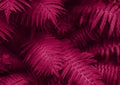 Perfect natural young fern leaves pattern background. Pink dark and moody backdrop for your design. Top view. Royalty Free Stock Photo