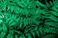 Perfect natural young fern leaves pattern background. Top view. Dense thickets of beautiful growing ferns in forest. Beautiful Royalty Free Stock Photo