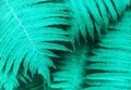 Perfect natural young fern leaves pattern background. Trendy mint backdrop for your design. Top view.