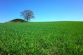 Perfect nature background, Fresh green wheat field and lonely tree Royalty Free Stock Photo