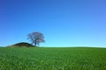 Perfect nature background, Fresh green wheat field and lonely tree Royalty Free Stock Photo