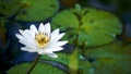 Beautiful White Lotus, white lily flower