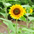 Perfect and nice sunflower in garden.