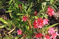 Pink Oleander Blossoms Background Texture