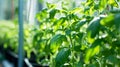 The Perfect Pair: Thriving Basil and Tomato Plants in a Greenhouse - Unveiling Outstanding Organic V