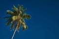 Perfect palm tree against a beautiful deep blue sky Royalty Free Stock Photo