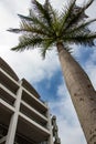 Perfect palm tree stands against blue sky and apartment block at Gateway in KZN South Africa Royalty Free Stock Photo