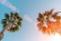 Perfect palm trees against a beautiful blue sky. Su Royalty Free Stock Photo