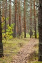 Countryside road in the pine forest at autumn