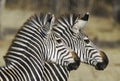 Perfect patttern of two zebra's