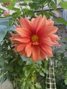 Perfect Peach Dahlia