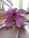 perfect petals Madagascar periwinkle flower