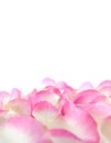 Perfect petals of pink roses Royalty Free Stock Photo