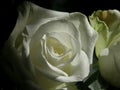 The Perfect Petals of a White Rose