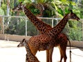 Happy family of giraffes Royalty Free Stock Photo