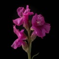 A perfect photo of a magenta larkspur its stem delicately wrapped. Trendy color of 2023 Viva Magenta.. AI generation