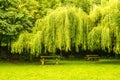 Perfect Picnic Location Royalty Free Stock Photo