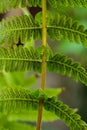 Six branches of a fern, the little balck dots are spore cases. Royalty Free Stock Photo