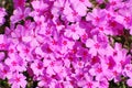 Perfect Pink Carpet of Blooming Hot Pink Phlox Flowers Royalty Free Stock Photo