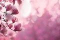 Perfect pink floral background with magnolia flower