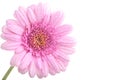 Perfect Pink Gerbera with dew Royalty Free Stock Photo