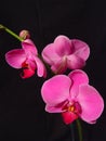 Perfect Pink Orchids Royalty Free Stock Photo